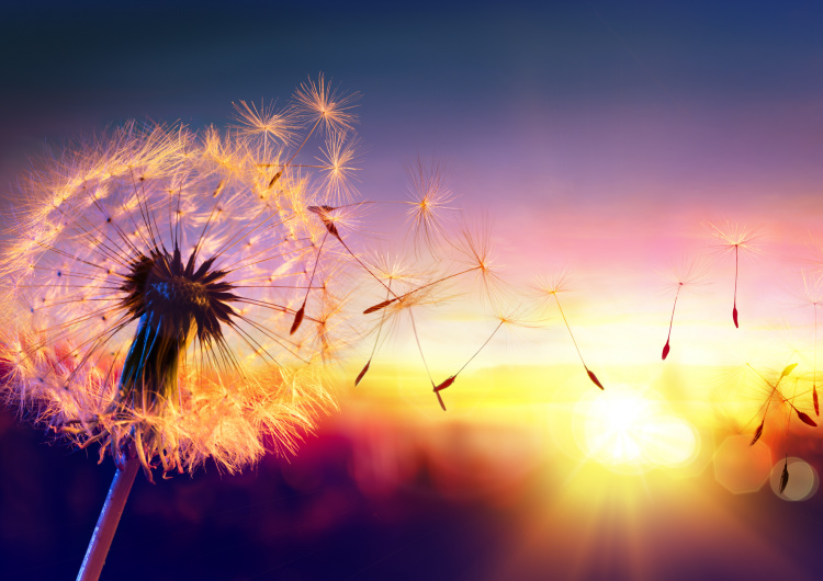 Létající chmýří pampelišky