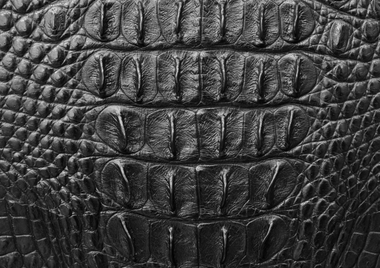 Tmavá krokodýlí kůže