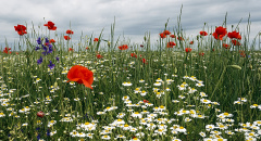 Kvetoucí letní louka