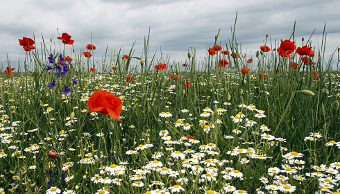 Kvetoucí letní louka