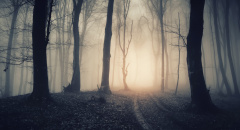 Magická cesta lesem