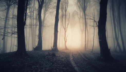 Magická cesta lesem