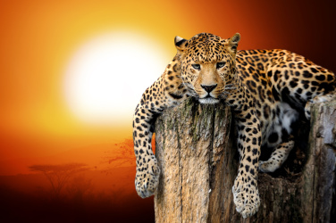 Leopard se západem slunce