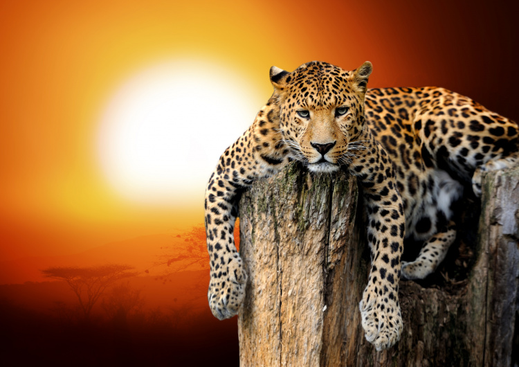 Leopard se západem slunce