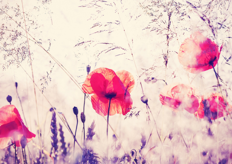 Vintage vlčí máky