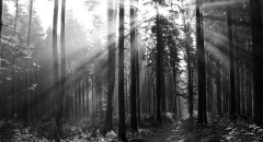 Černobílý les