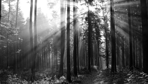 Černobílý les