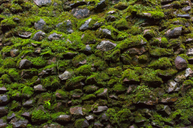 Mech na kamenné zdi