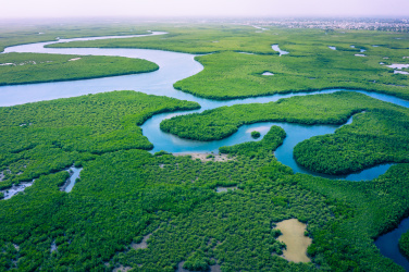 Mangrovové lesy