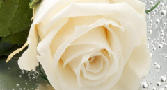 Detail bílé růže