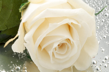 Detail bílé růže