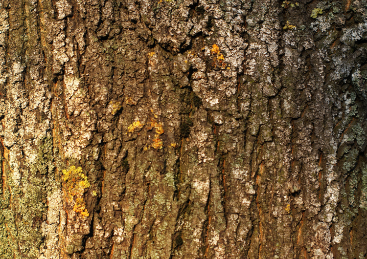 Kůra stromu s mechem
