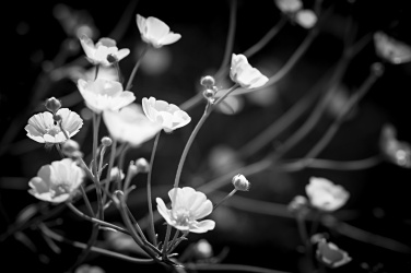 Černé a bílé květy
