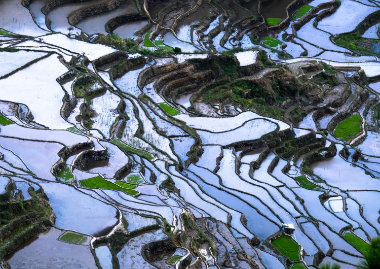 Rýžová terasovitá pole