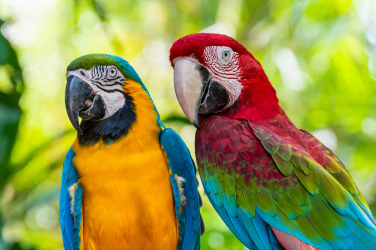 Modrý a zlatý Macaw