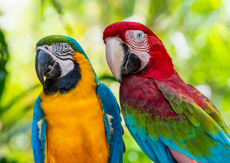 Modrý a zlatý Macaw