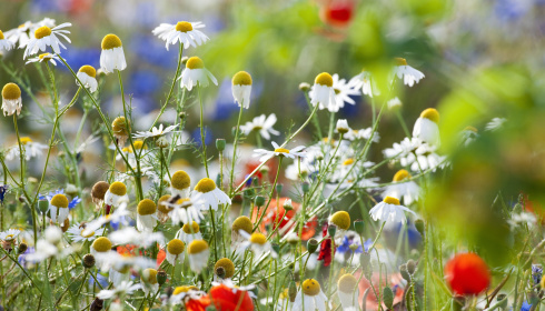 Kvetoucí divoké květy