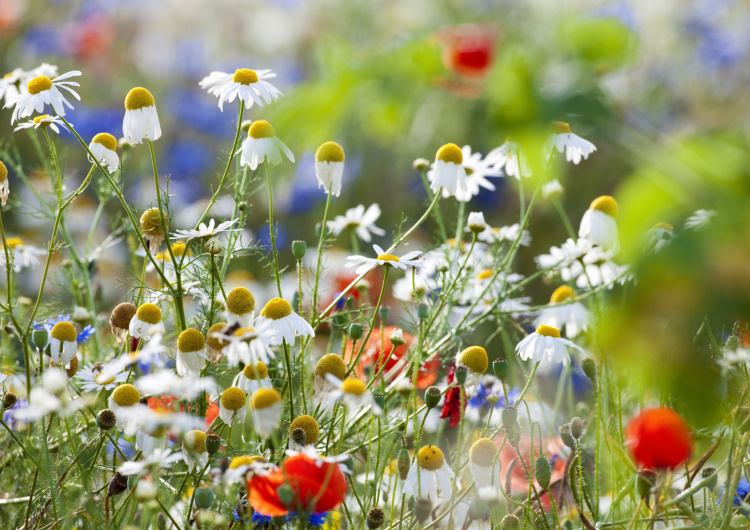 Kvetoucí divoké květy