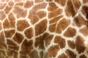 Kůže žirafy