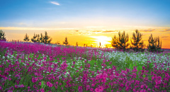 Rozbřesk nad rozkvetlou loukou