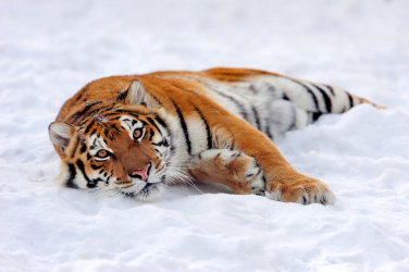 Tygr ve sněhu