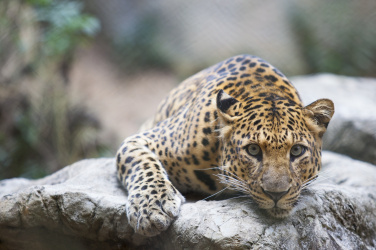 Leopard na skále