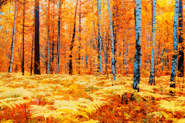 Žlutý podzimní les