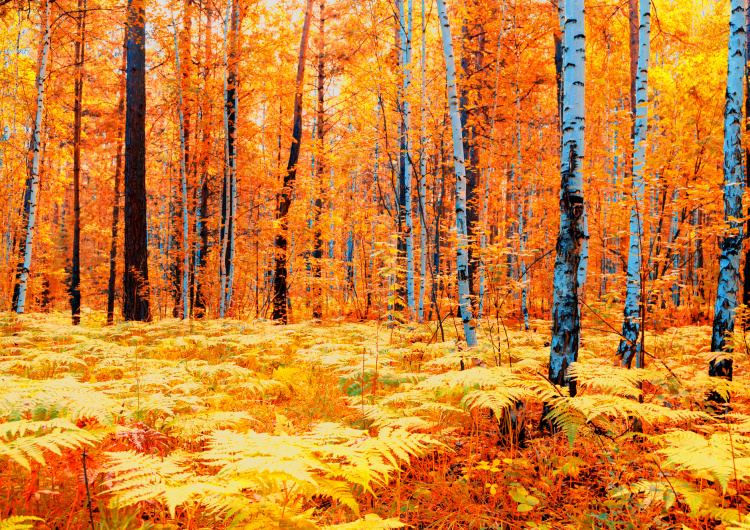 Žlutý podzimní les