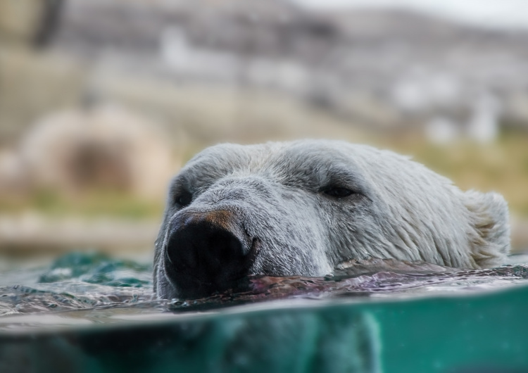 Plavající lední medvěd