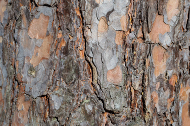Textura kůry borovice