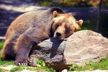 Spící medvěd grizzly