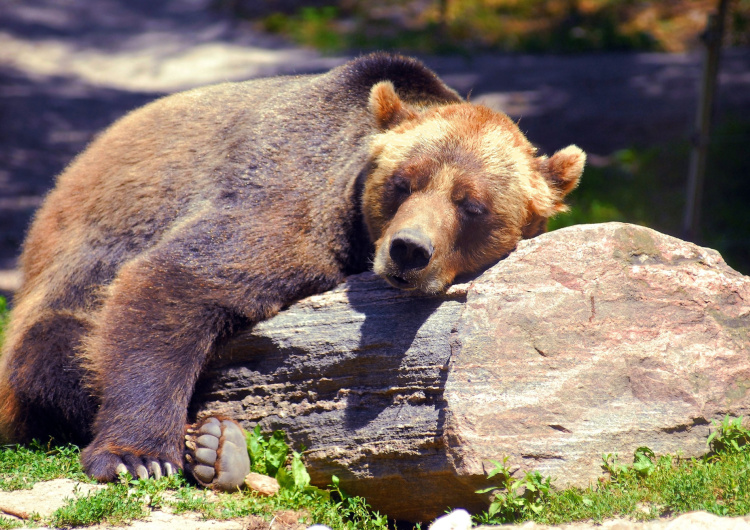 Spící medvěd grizzly