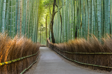 Bambusová stezka v Japonsku