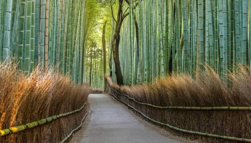 Bambusová stezka v Japonsku