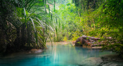 Průzračná voda v džungli