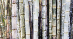 Detail bambusového lesa