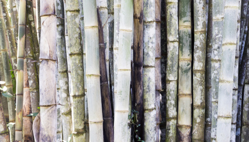 Detail bambusového lesa