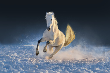 Kůň běžící sněhem