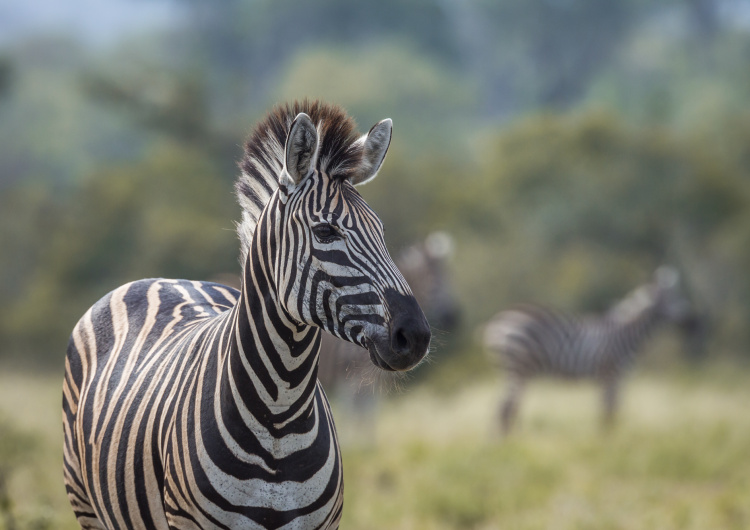 Zebra stepní