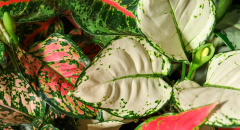 Aglaonema