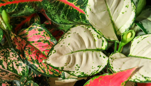 Aglaonema