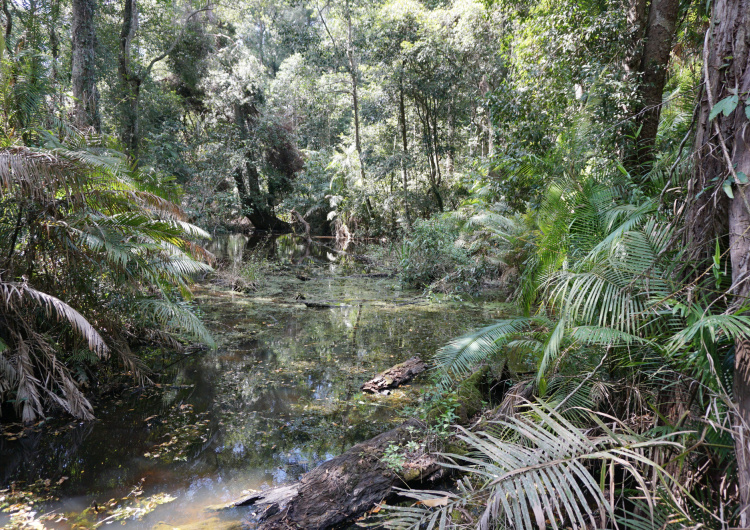 Bažina v tropickém lese