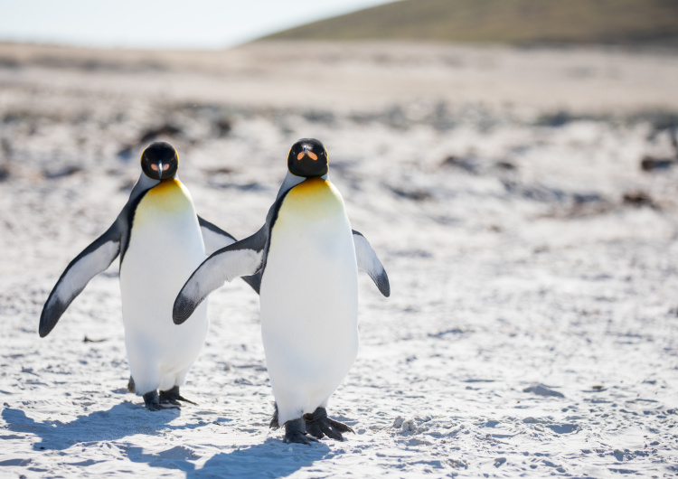 Tučňáci na Antarktidě