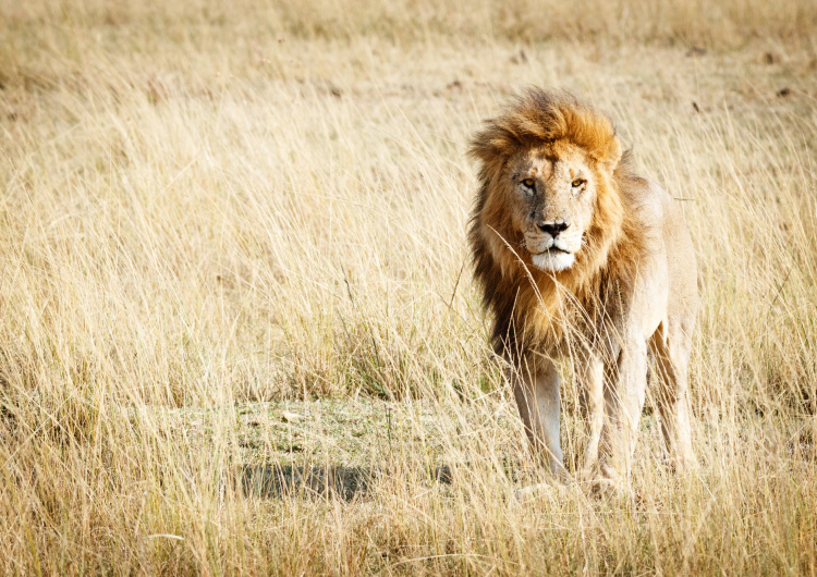 Král savany