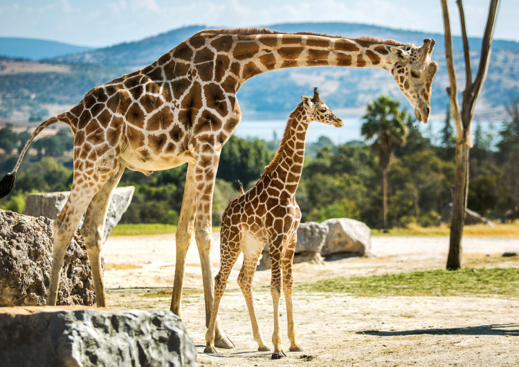 Rodina žiraf