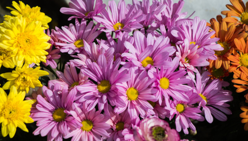 Kvetoucí jarní květiny