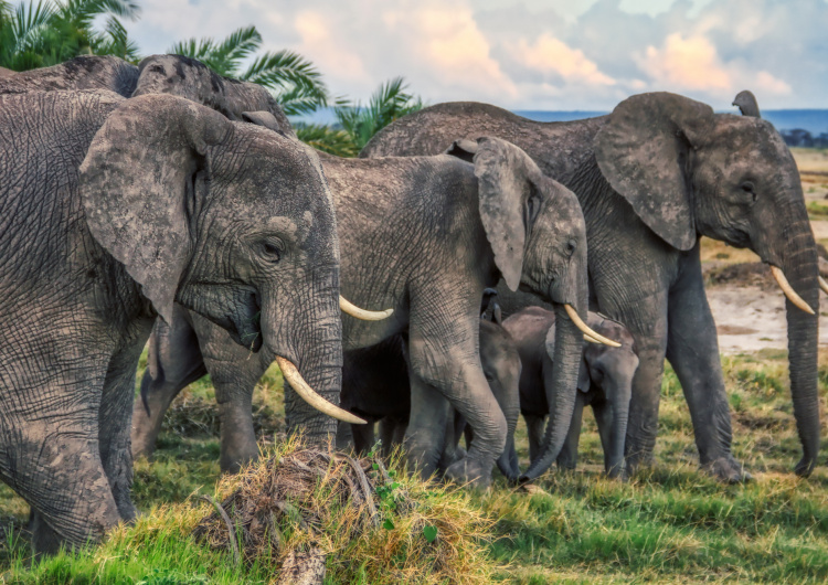 Stádo slonů