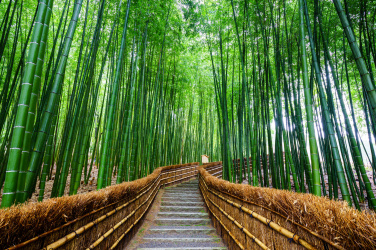 Cesta bambusovým lesem
