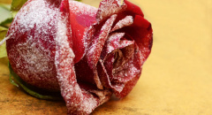 Zasněžená rudá růže