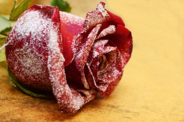 Zasněžená rudá růže